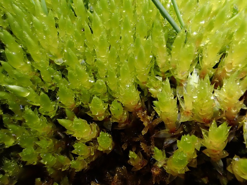 Schleicher's Bryum Moss photo 5