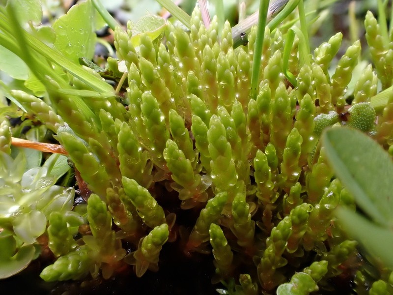 Schleicher's Bryum Moss photo 6