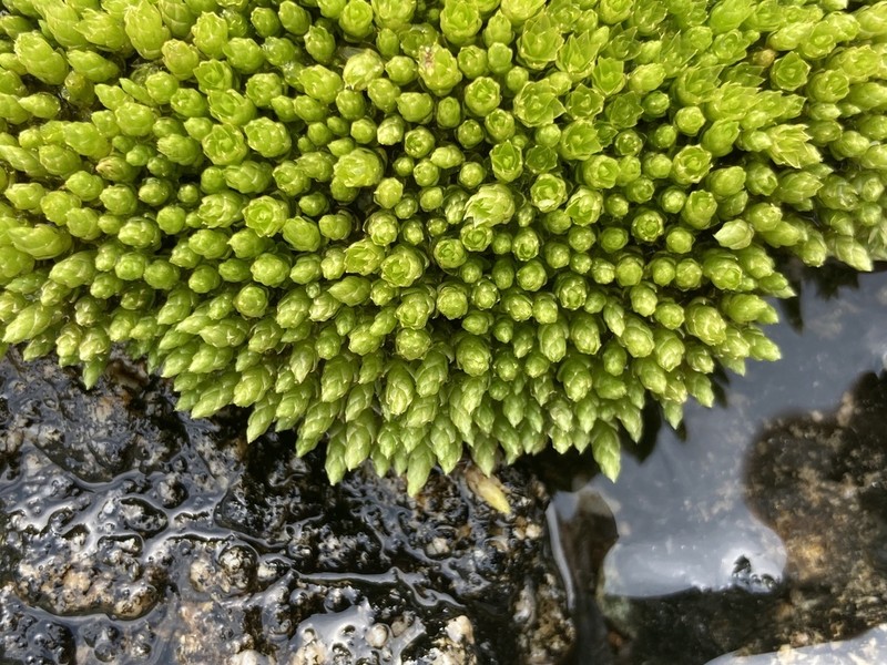 Schleicher's Bryum Moss photo 7