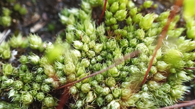 Stirton's Bryum Moss