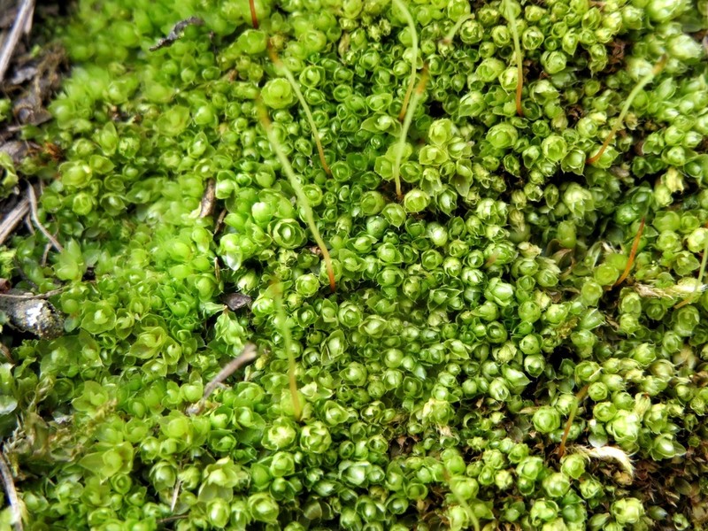 Stirton's Bryum Moss photo 2