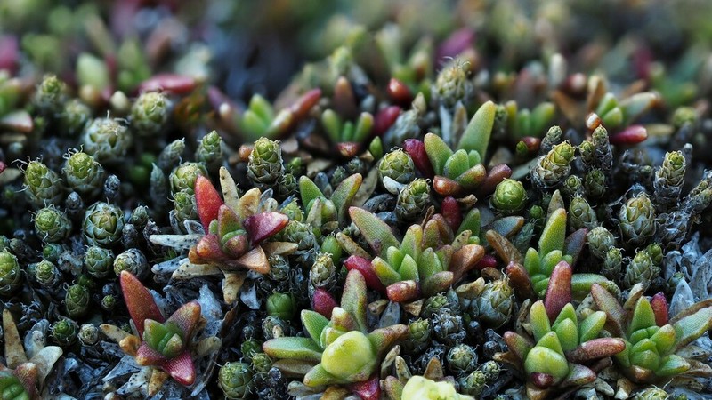 Stirton's Bryum Moss photo 3