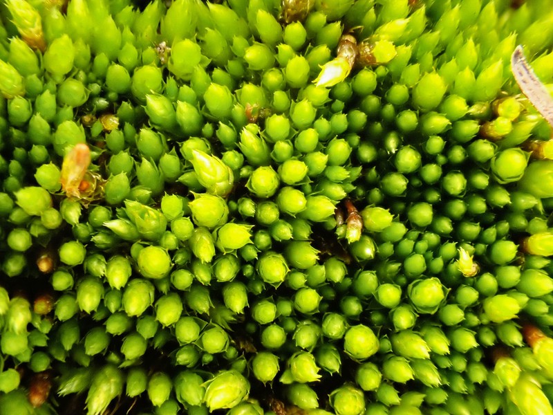 Stirton's Bryum Moss photo 4