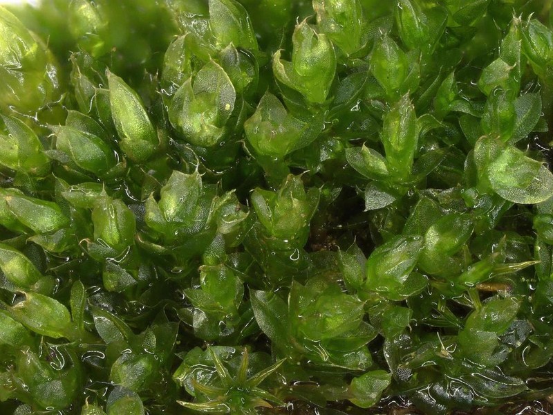 Stirton's Bryum Moss photo 5