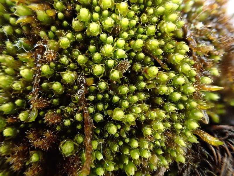 Stirton's Bryum Moss photo 6