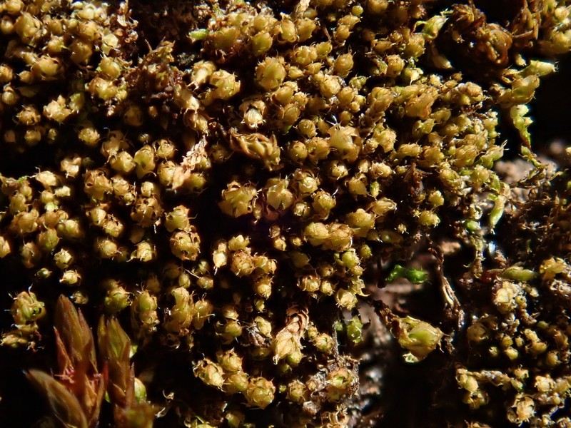 Stirton's Bryum Moss photo 7