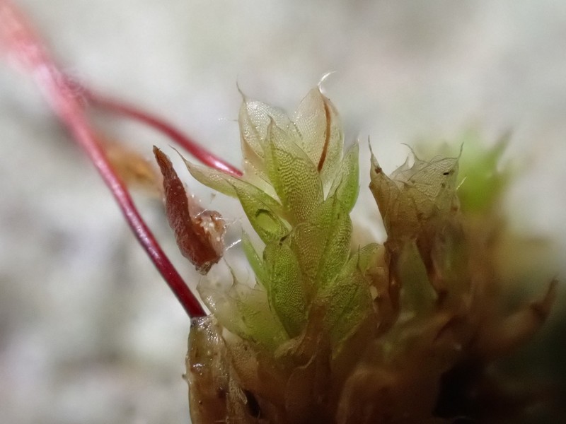 Stirton's Bryum Moss photo 8