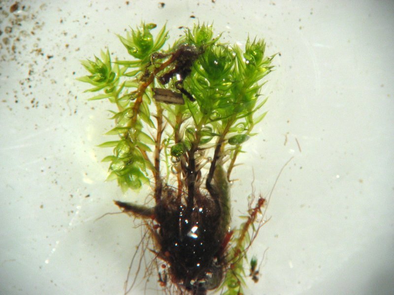 Bryum Moss