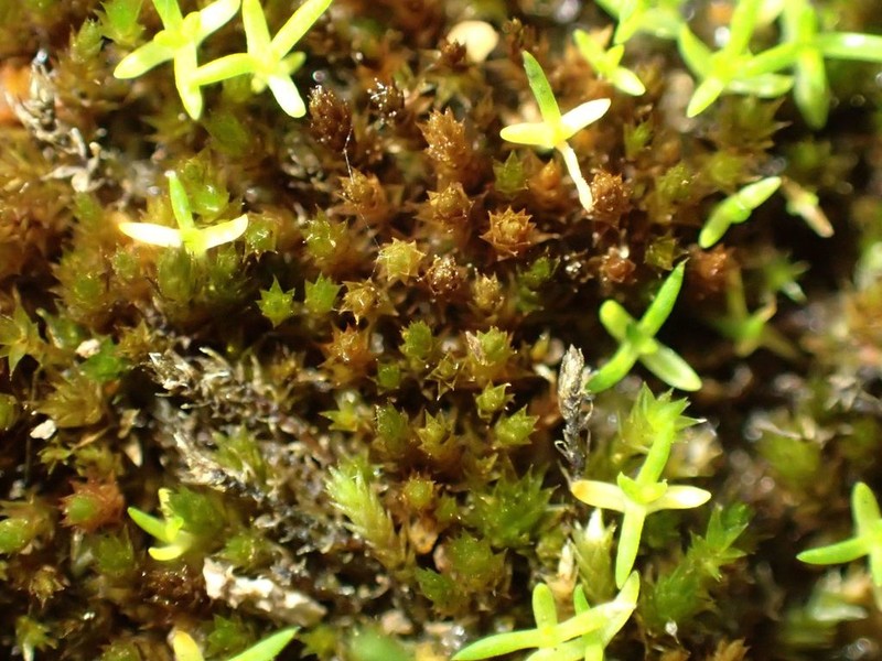 Bryum Moss