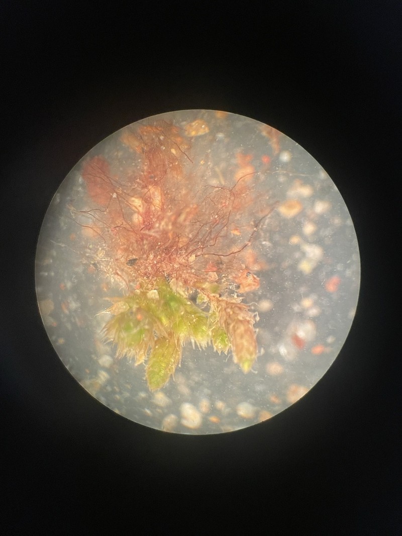 Bryum Moss photo 2