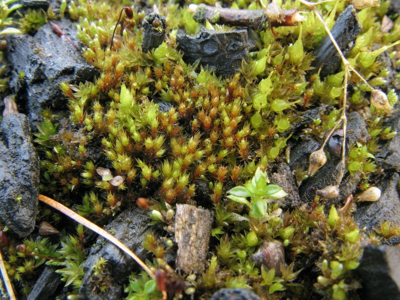 Bryum Moss photo 3