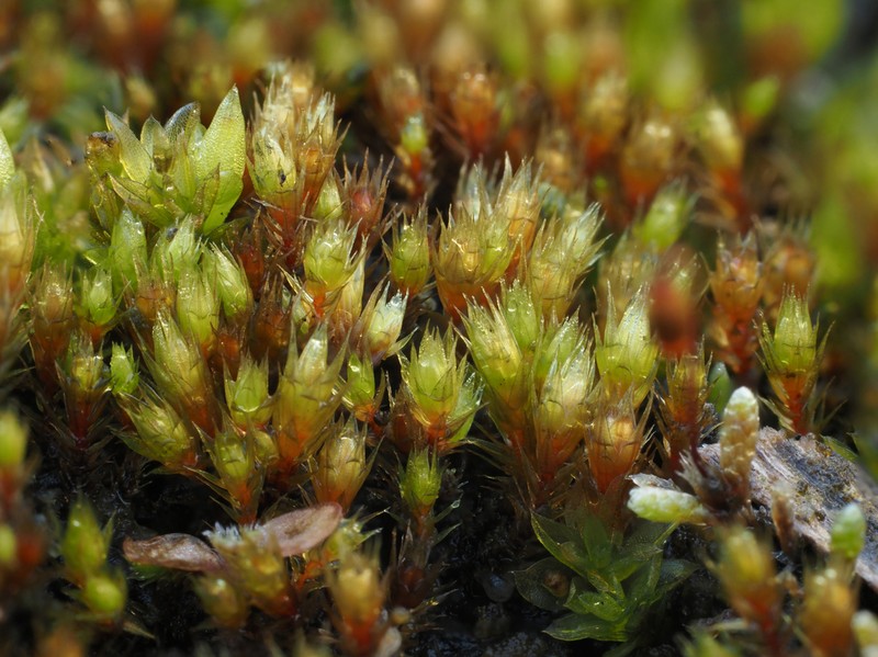 Bryum Moss photo 4