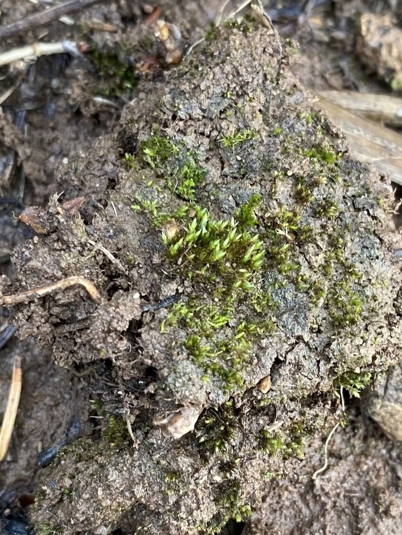 Bryum Moss photo 5
