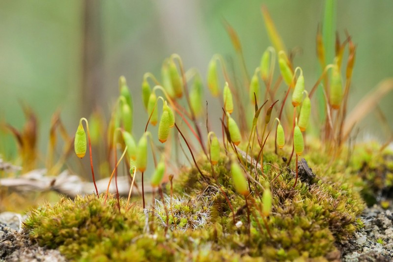 Bryum Moss photo 8