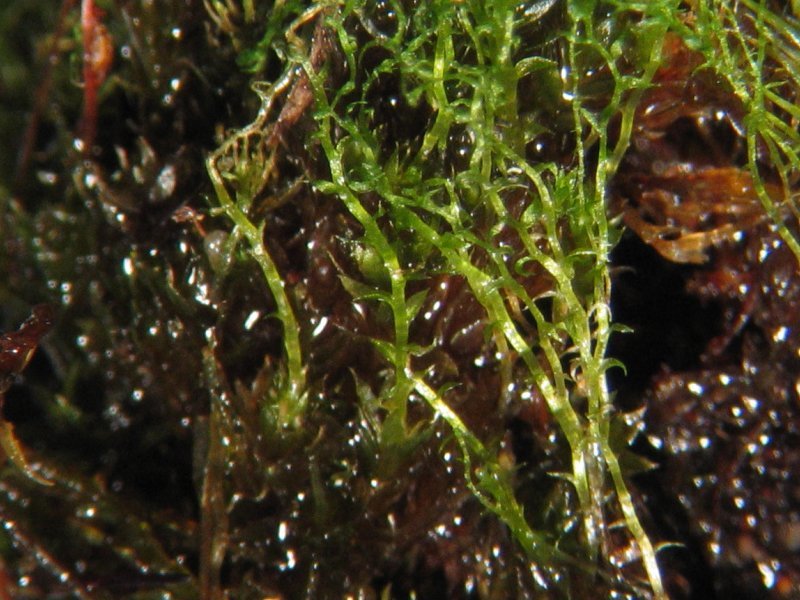 Bryum Moss