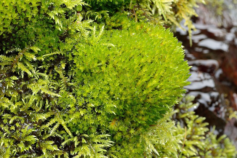 Bryum Moss photo 2