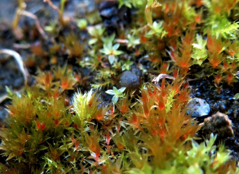 Bryum Moss photo 3