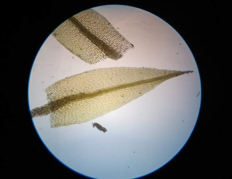 Bryum Moss photo 4