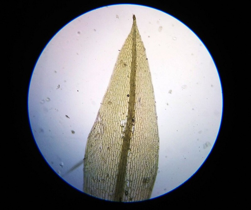 Bryum Moss photo 5