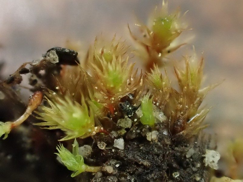 Bryum Moss photo 7