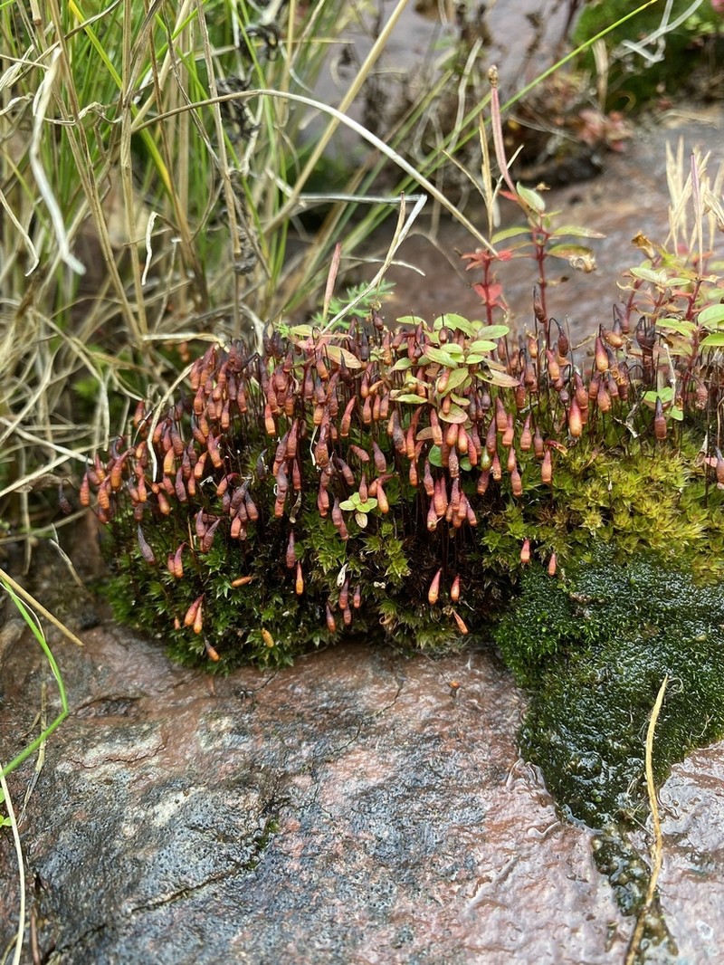 Bryum Moss