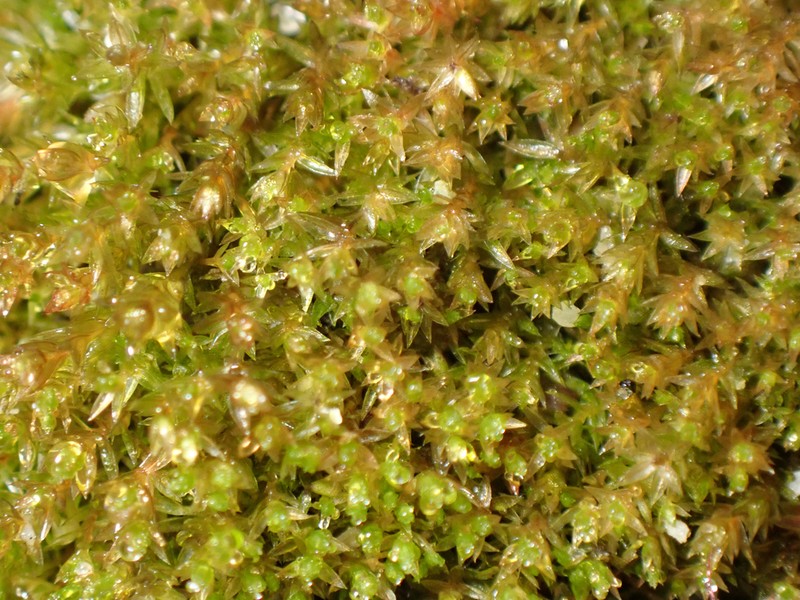 Bryum Moss