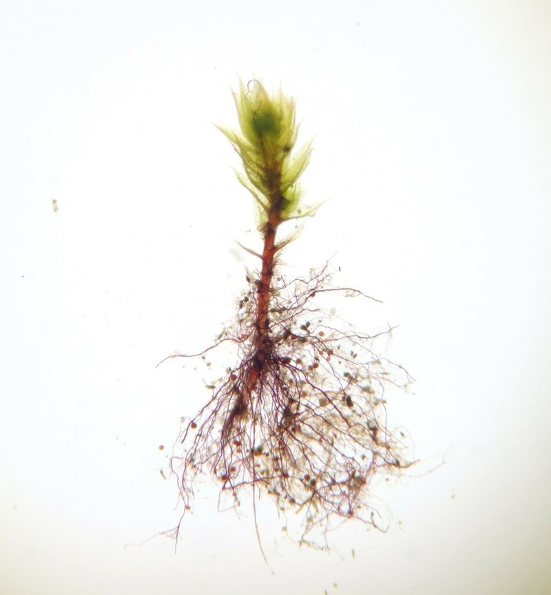 Bryum Moss photo 2