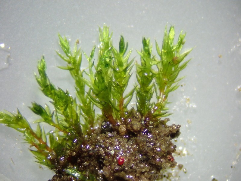 Bryum Moss photo 3