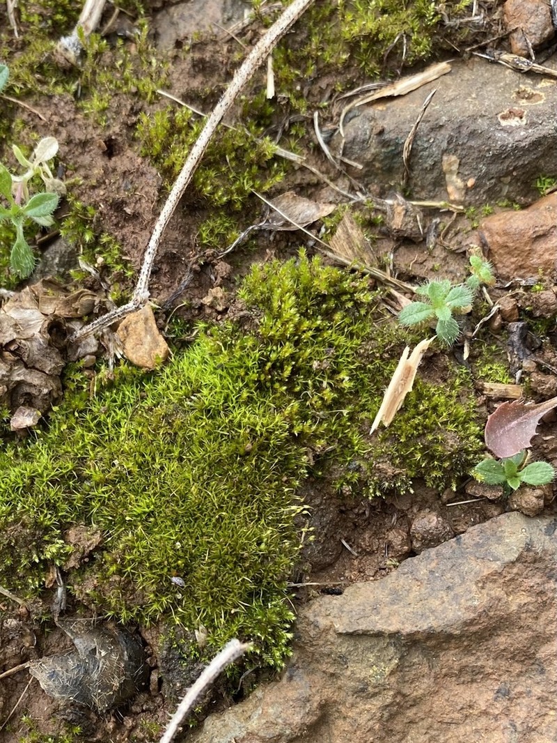 Bryum Moss photo 4