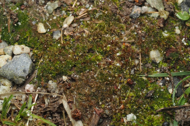 Bryum Moss photo 5