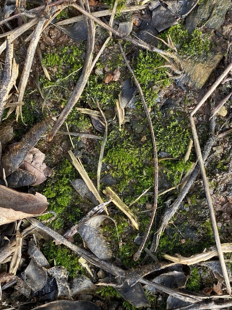 Bryum Moss photo 6