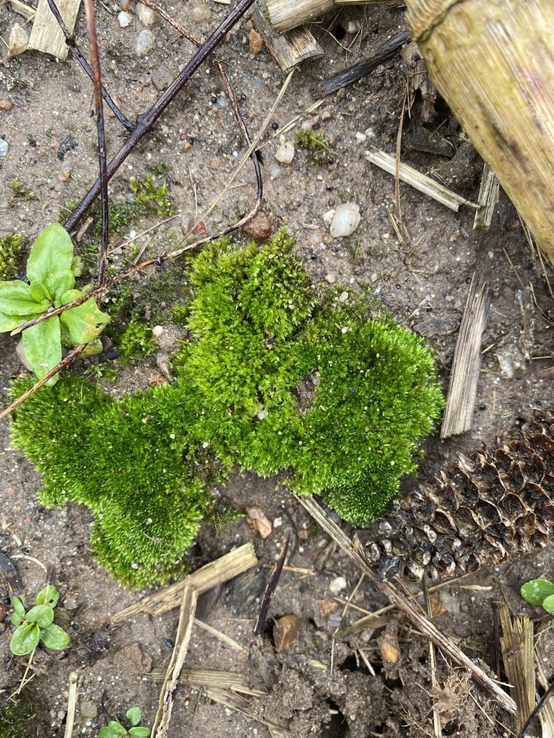 Bryum Moss photo 7