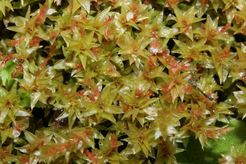 Weigel's Bryum Moss