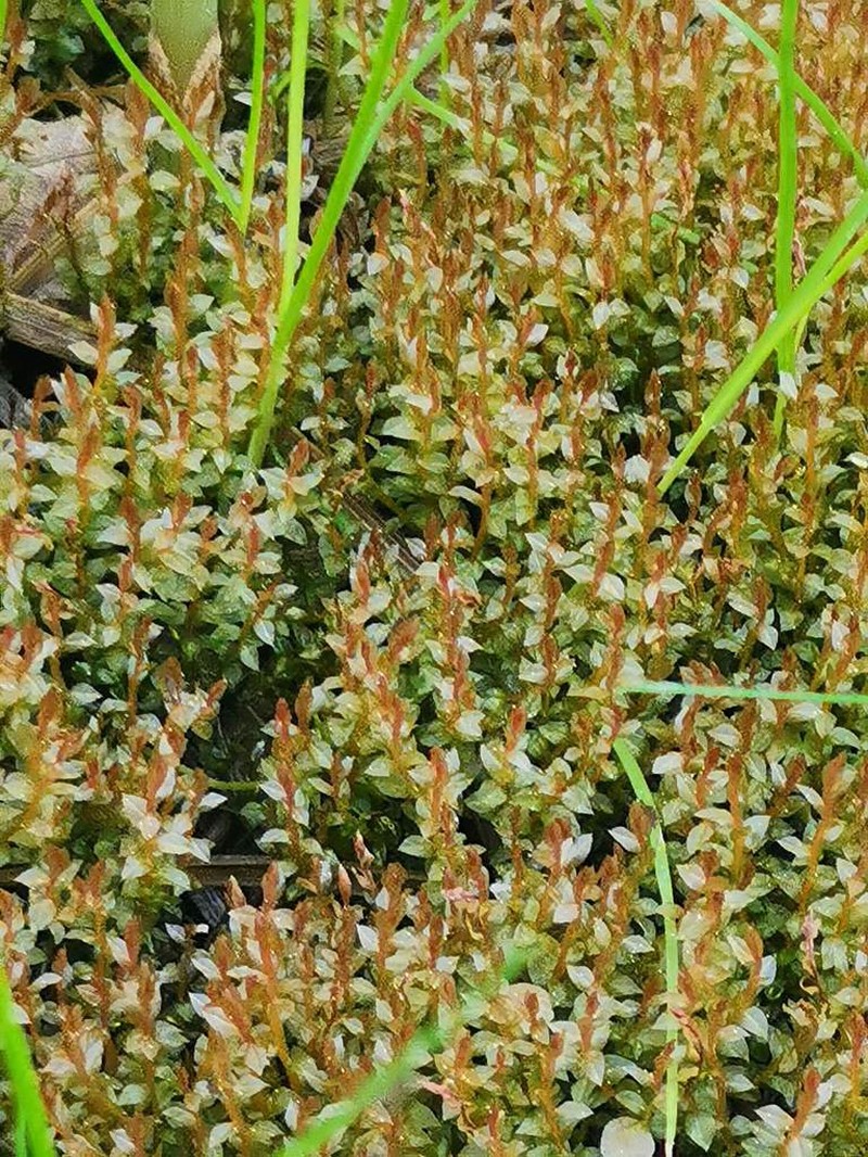 Weigel's Bryum Moss