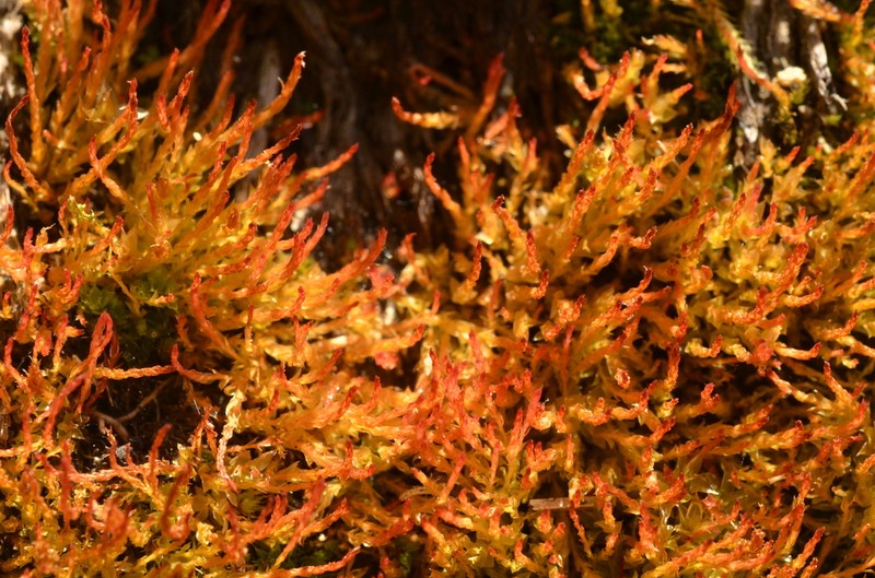 Weigel's Bryum Moss photo 2
