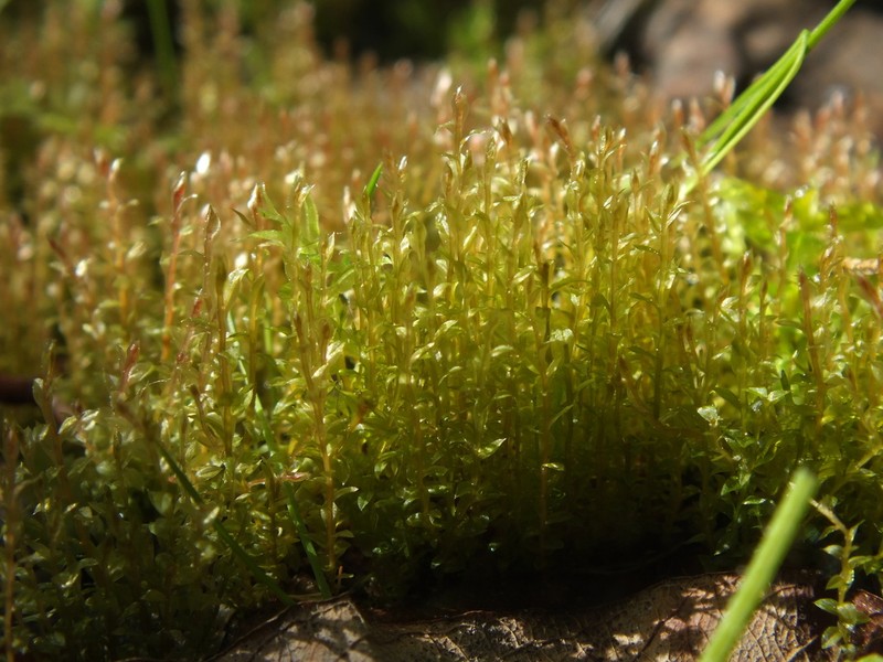 Weigel's Bryum Moss photo 3