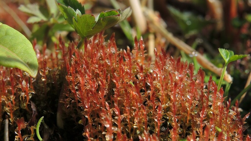 Weigel's Bryum Moss photo 4