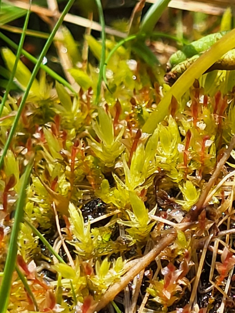Weigel's Bryum Moss photo 5