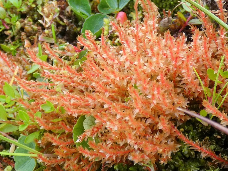 Weigel's Bryum Moss photo 6