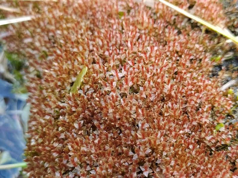Weigel's Bryum Moss photo 7