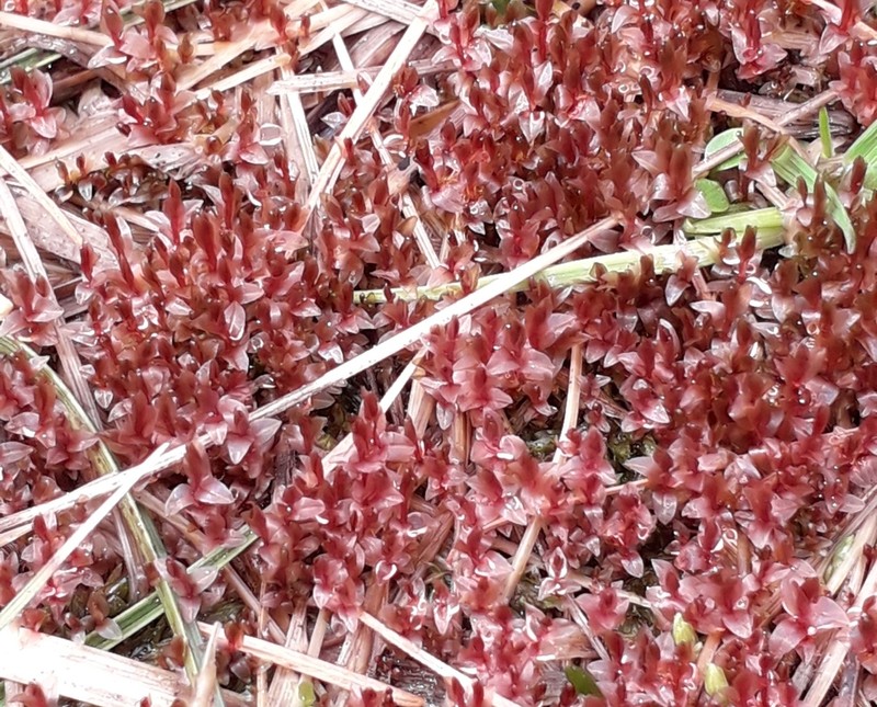 Weigel's Bryum Moss photo 8