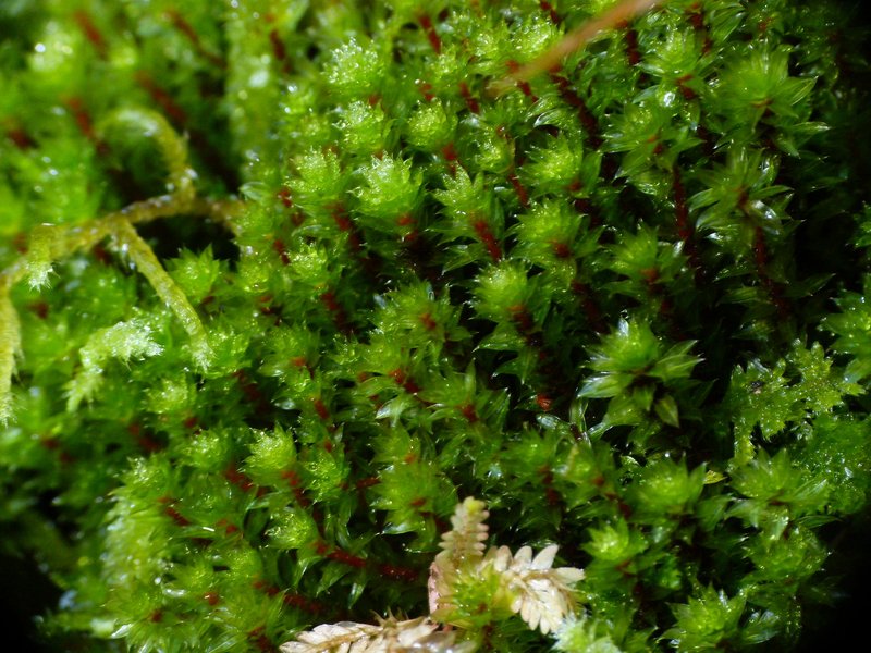 Wright's Bryum Moss