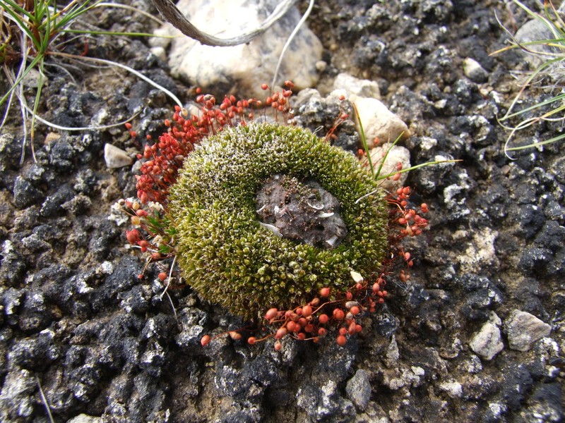 Wright's Bryum Moss photo 2