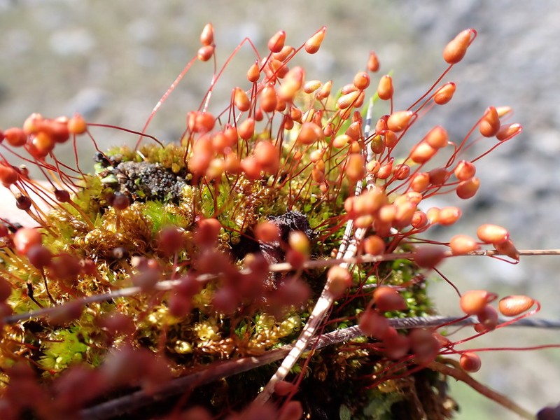 Wright's Bryum Moss photo 3