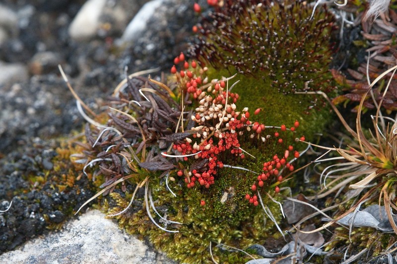 Wright's Bryum Moss photo 4