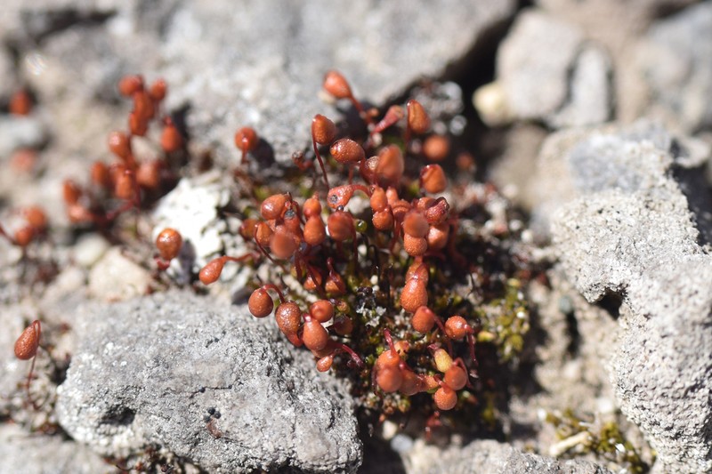 Wright's Bryum Moss photo 5