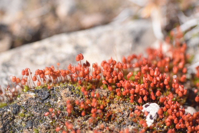 Wright's Bryum Moss photo 7