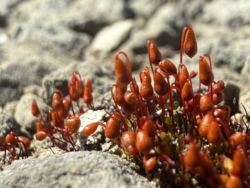 Wright's Bryum Moss photo 8