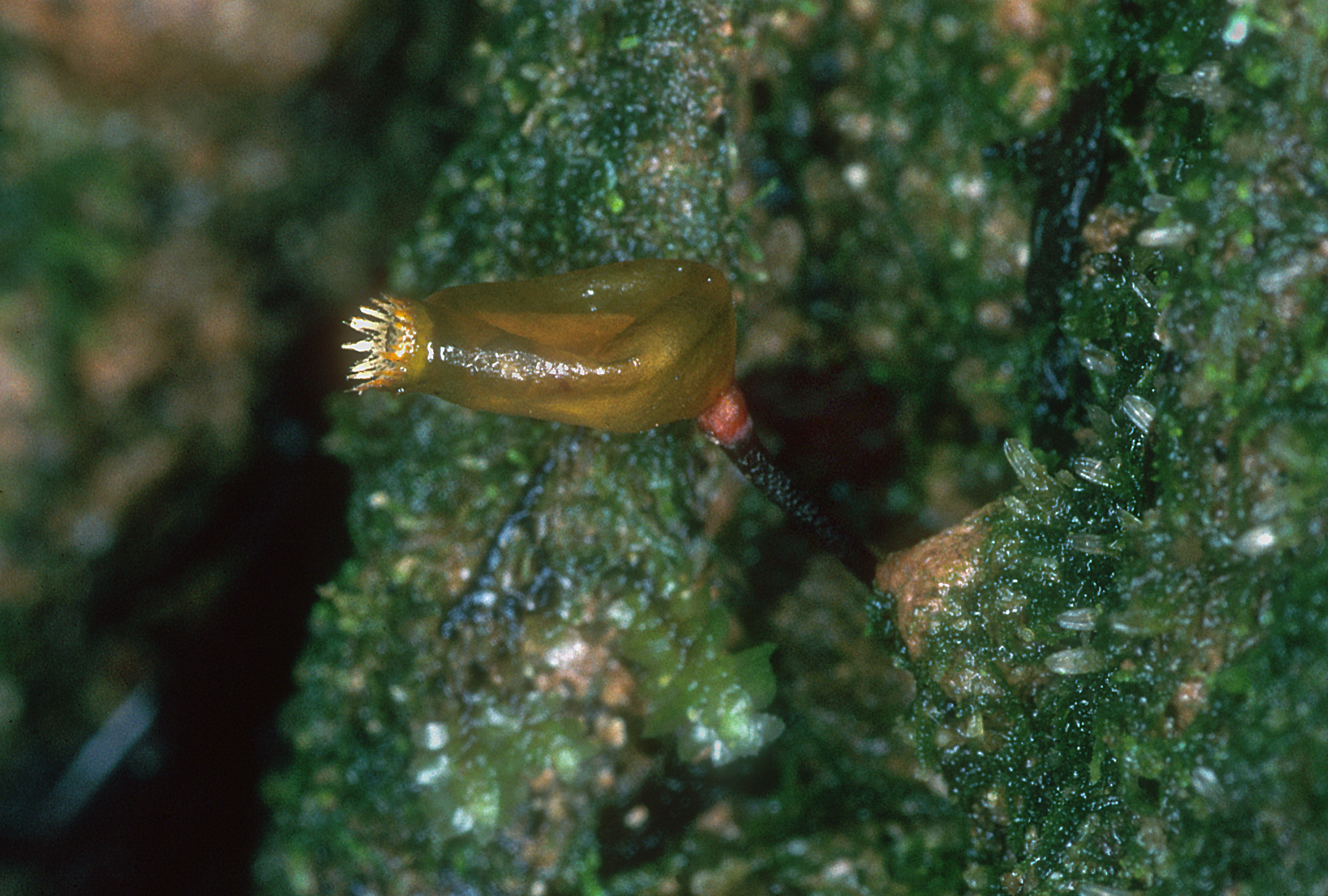 Piper's Buxbaumia Moss