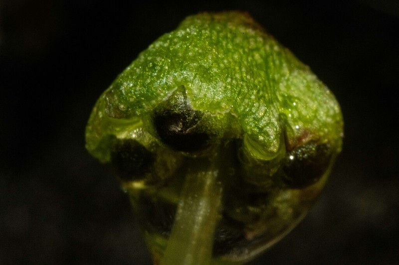 Bucegia romanica
